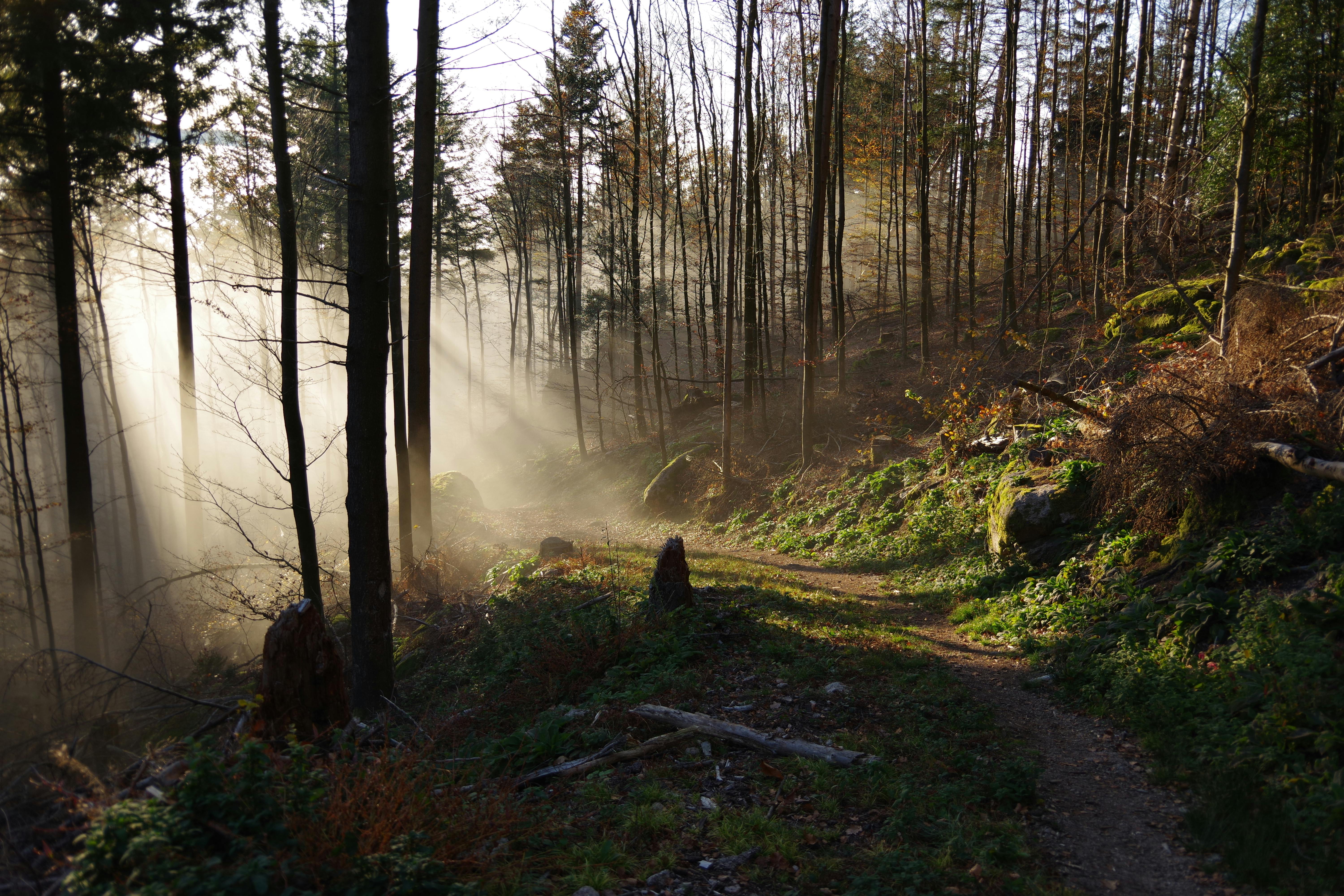 Bright spring hiking trail with dappled sunlight through trees